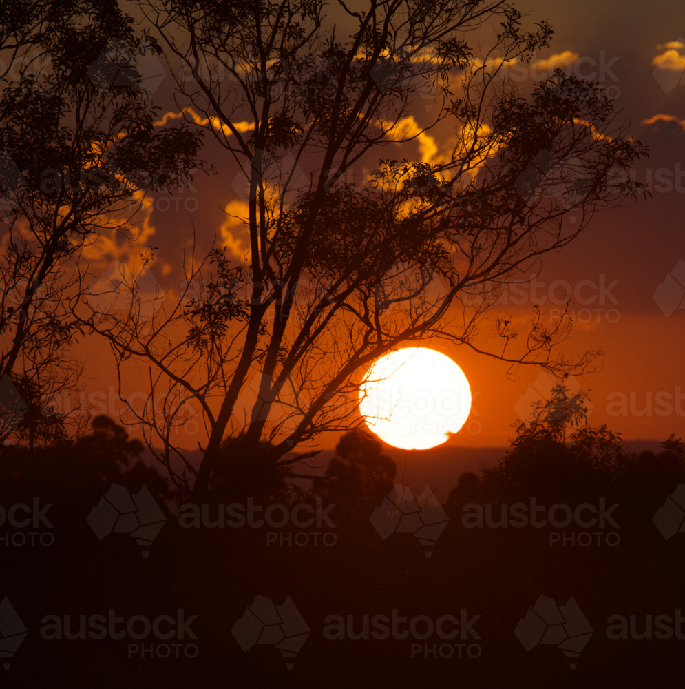 orange summer sun on the horizon at sunset with silhouetted branches - Australian Stock Image