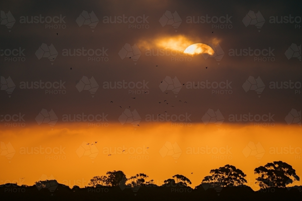 Orange sun hiding in cloud at sunset during fire season with silhouetted trees and birds - Australian Stock Image