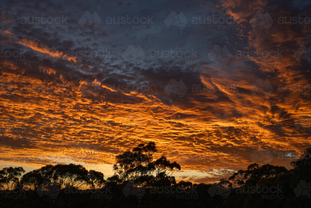 Orange sunrise in clouds with tree line - Australian Stock Image