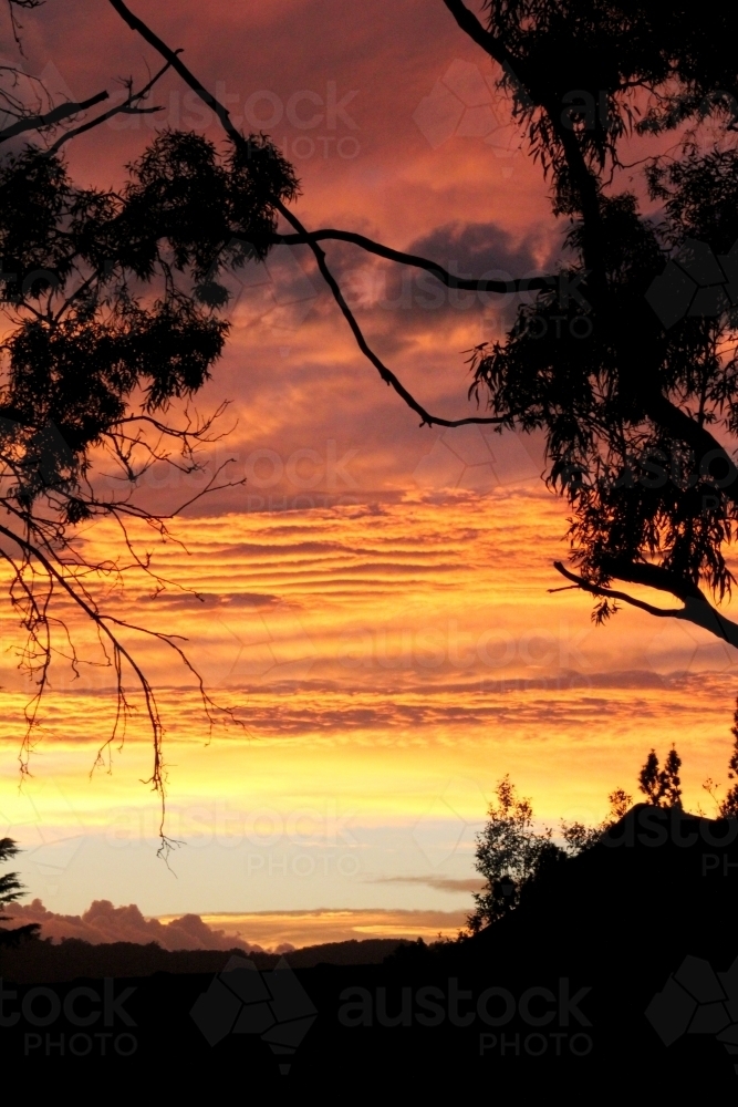 Orange sunrise silhouette of trees - Australian Stock Image