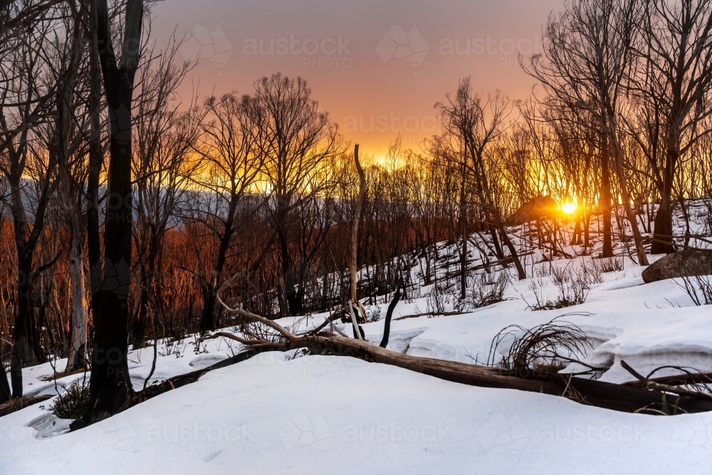 Orange sunset through the trees on a snowy forest - Australian Stock Image
