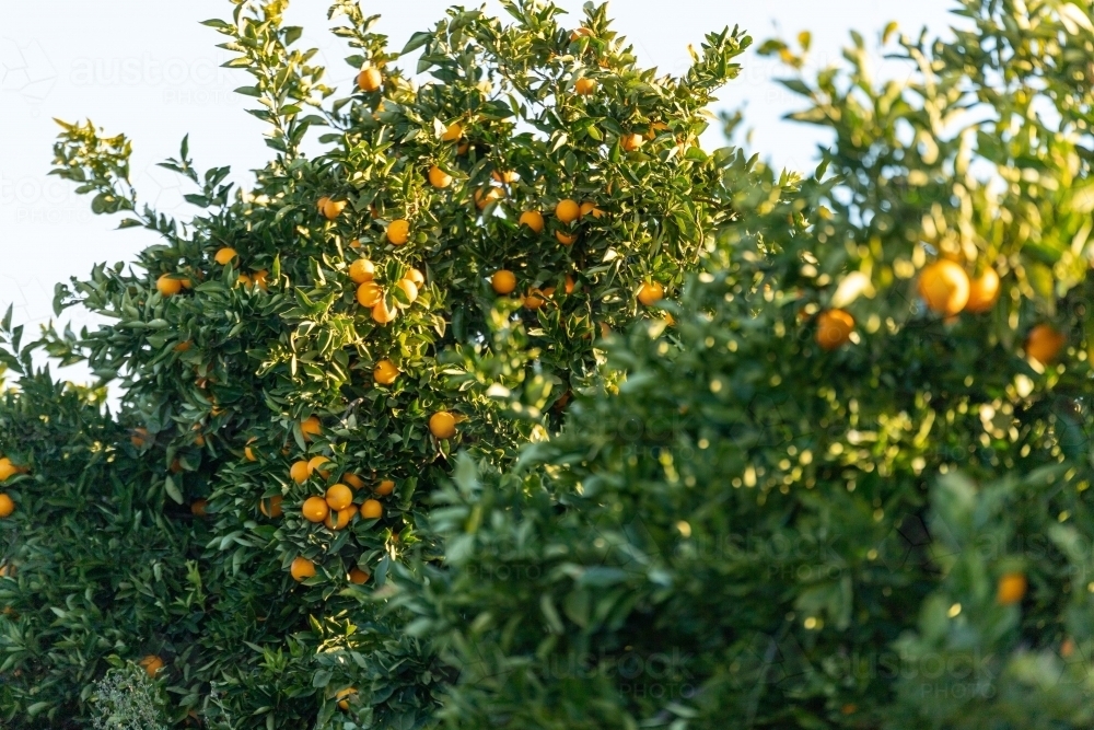 Orange tree - Australian Stock Image