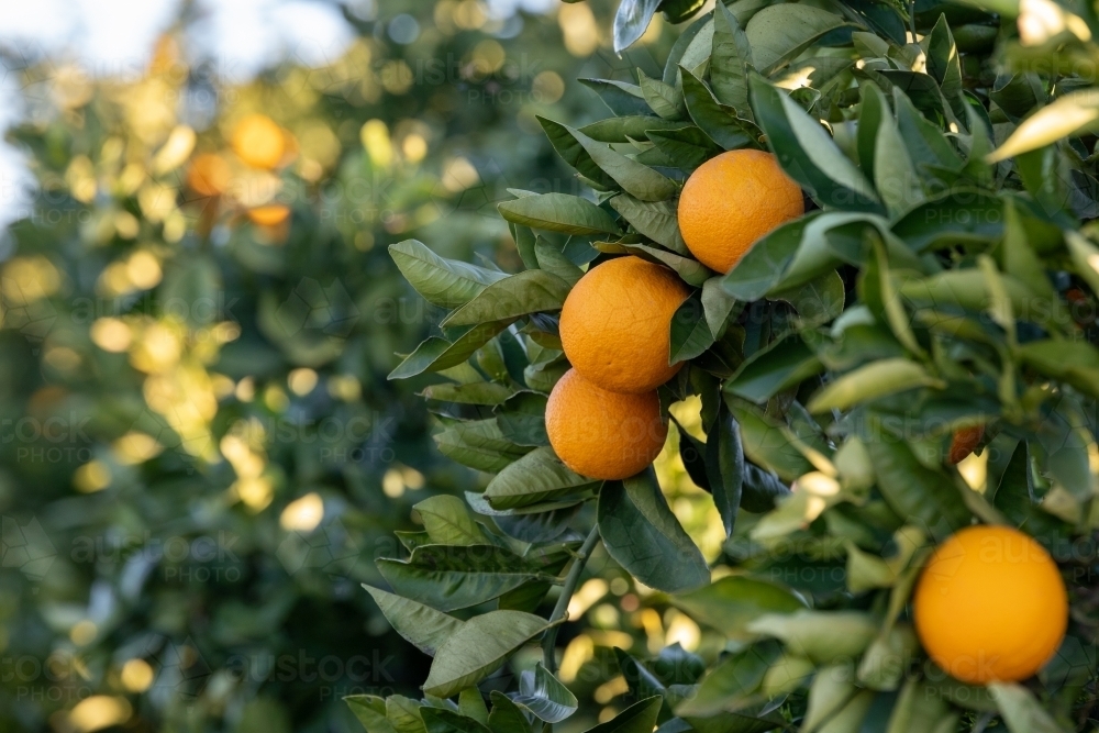 Orange tree - Australian Stock Image