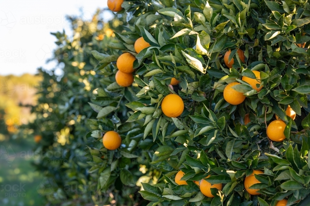 Orange tree - Australian Stock Image