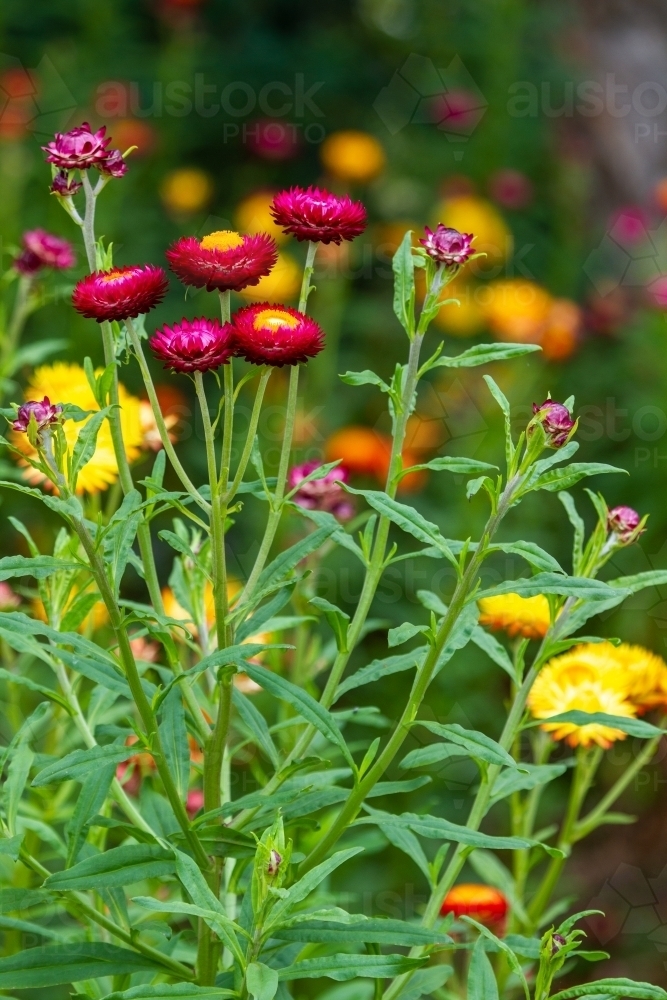 Orange, yellow, and burgundy everlasting daisy wildflowers, close-up - Australian Stock Image