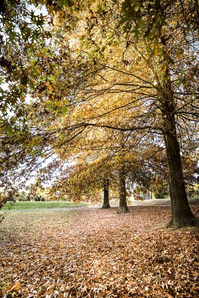 Orange yellow Autumn leaves covering ground under trees - Australian Stock Image