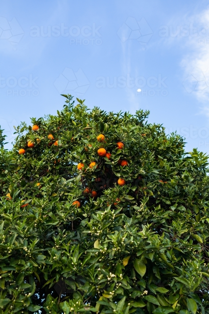 Image of Oranges left unpicked at top of tall citrus tree Austockphoto