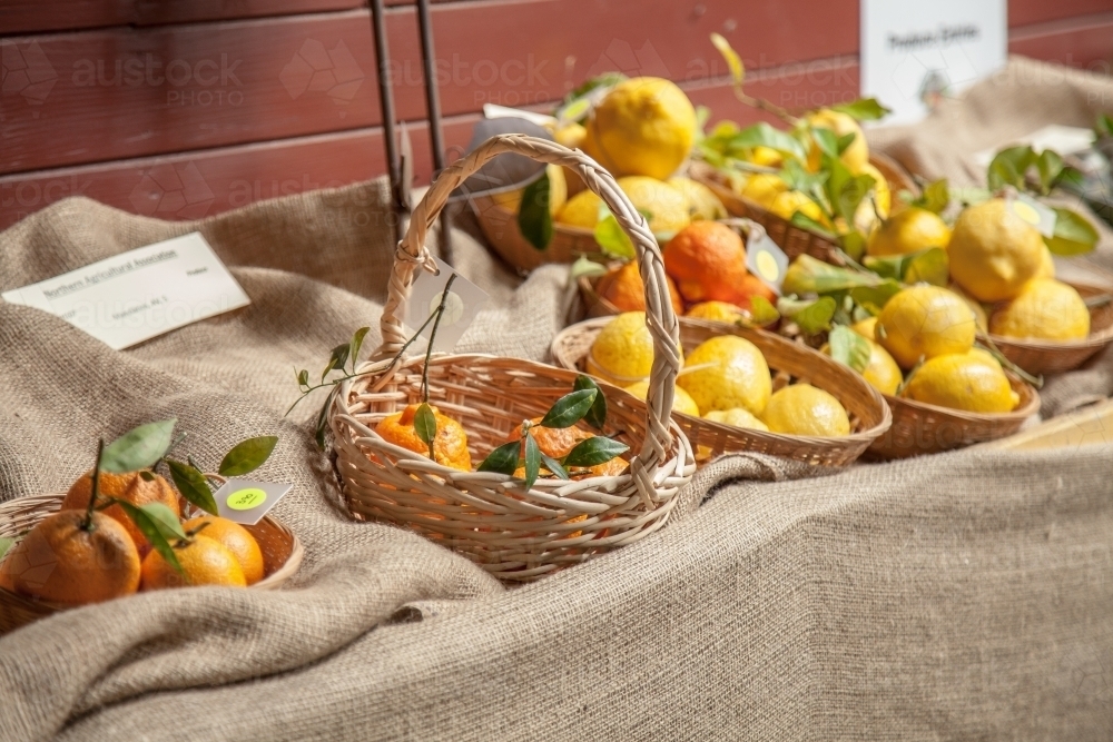 Oranges mandarins and lemons on display at local agricultural show - Australian Stock Image