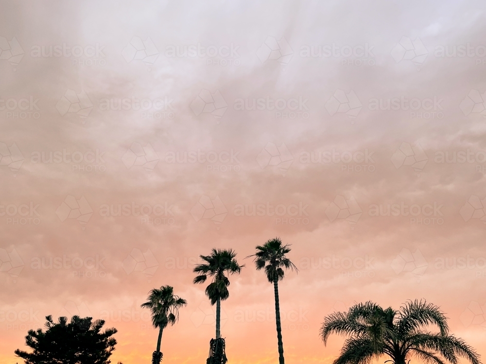 Orangey glow overcast sunrise with palm trees in foreground - Australian Stock Image