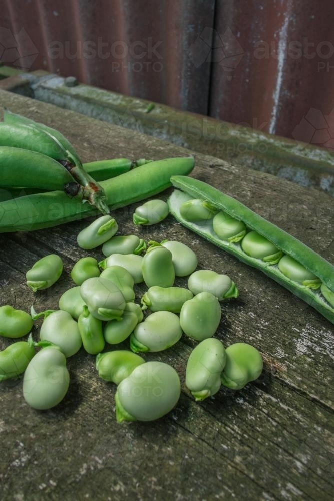 Image of Organic Broad Beans Austockphoto
