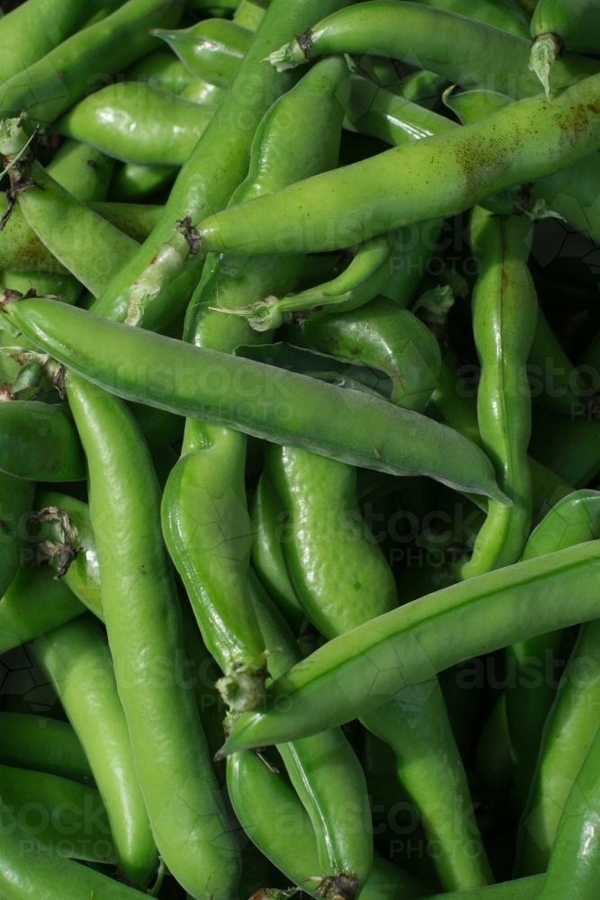 Image of Organic Broad Beans Austockphoto