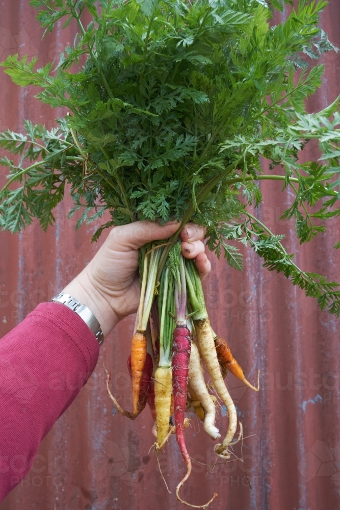 Organic carrots - Australian Stock Image