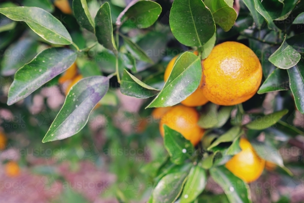 Organic mandarin orange tree - Australian Stock Image