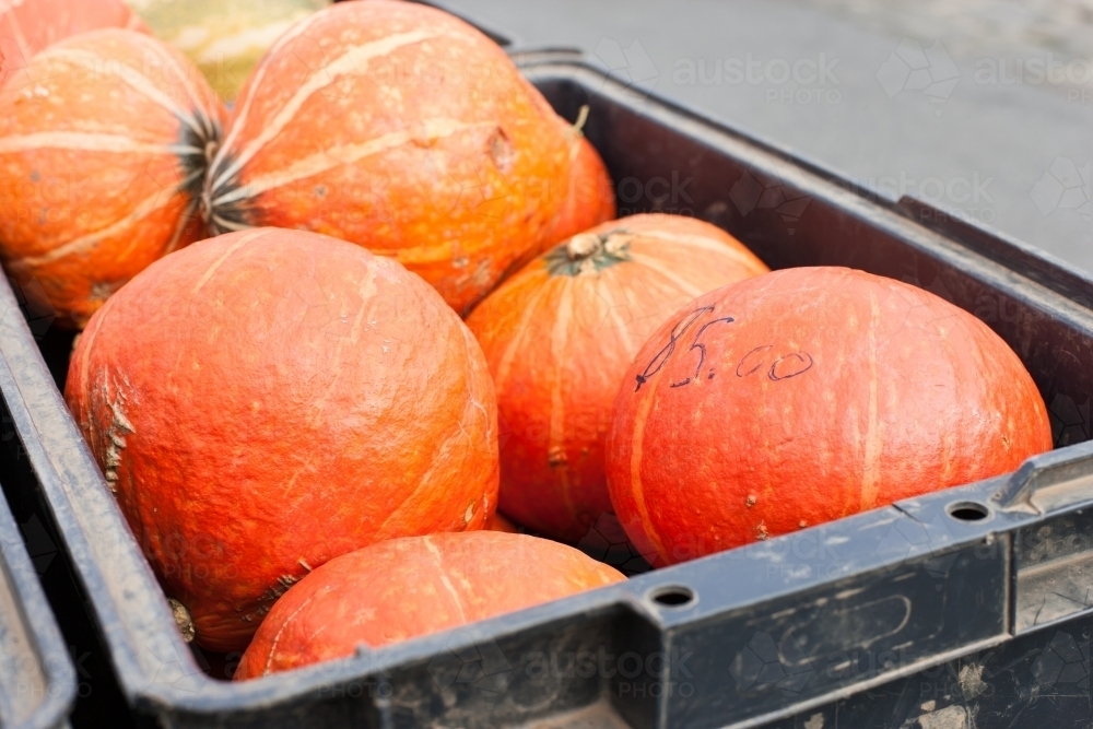 Organic pumpkins in a plastic bin at a regional farmers market - Australian Stock Image