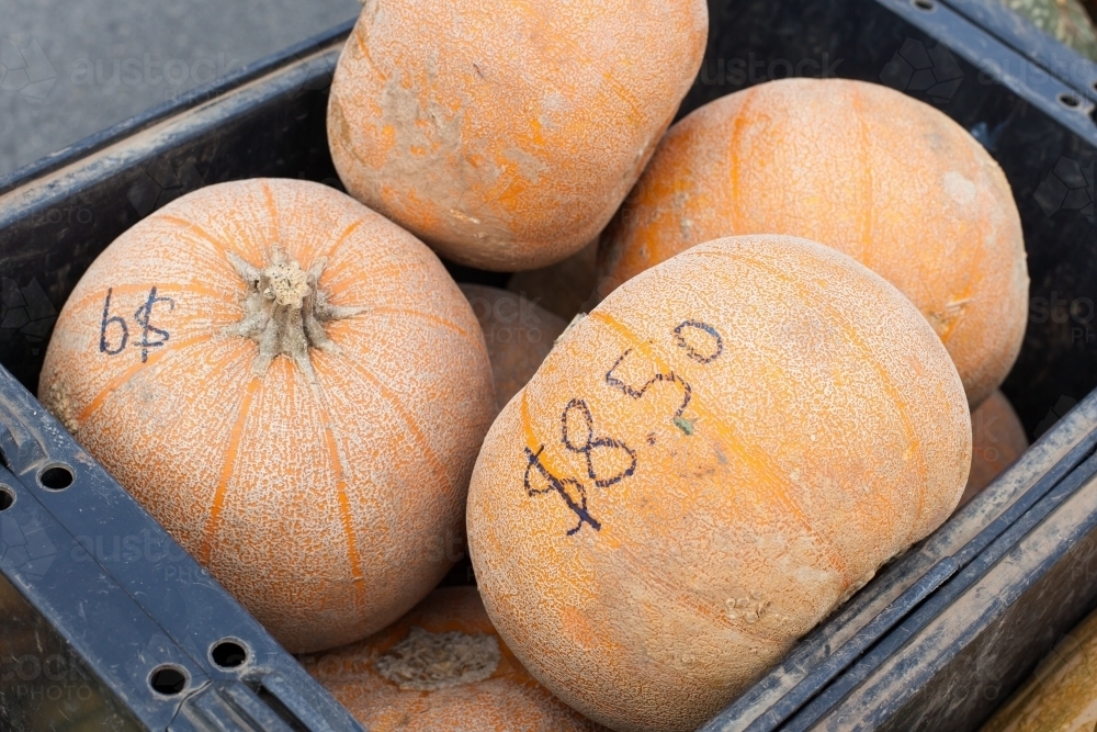 Organic pumpkins in a plastic bin at a regional farmers market - Australian Stock Image