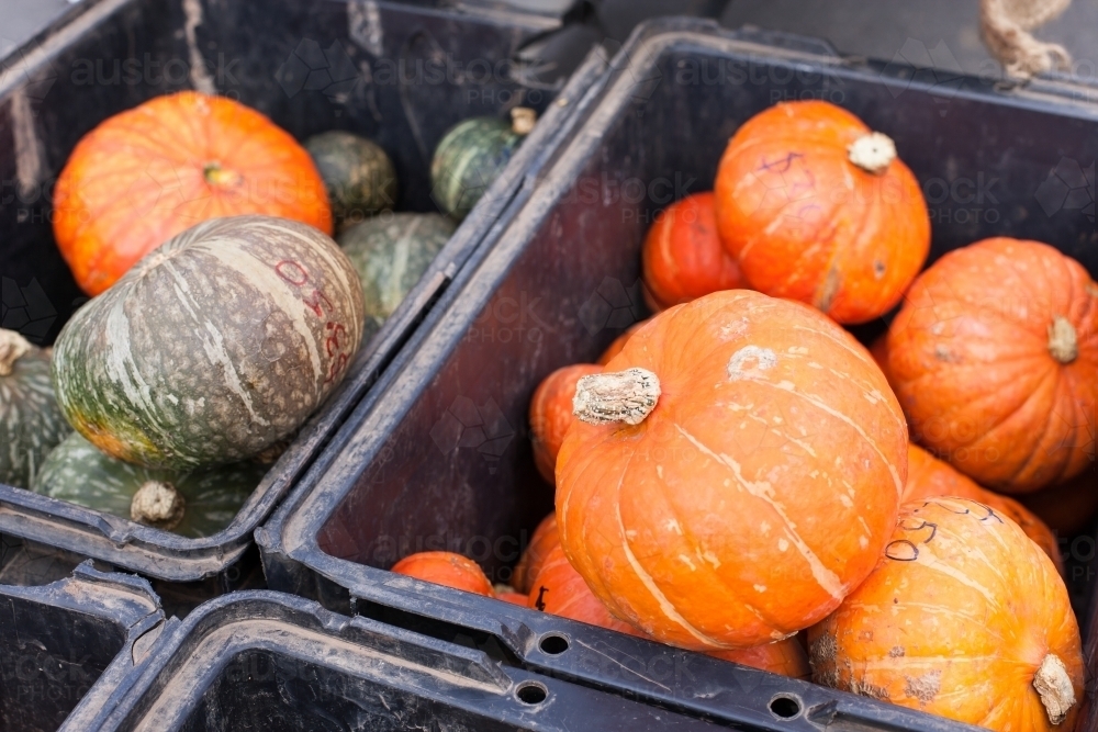 Image of Organic pumpkins in plastic bins at a regional farmers market
