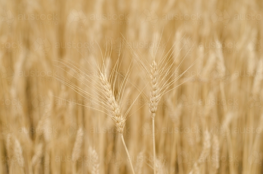Organic Wheat Crop - Australian Stock Image