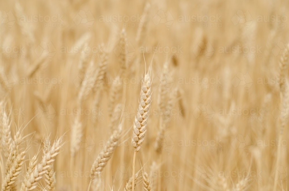 Organic Wheat Crop - Australian Stock Image