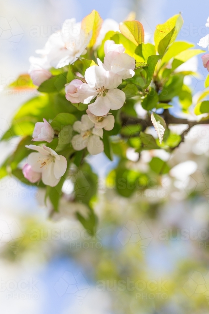 ornamental cherry blossom - Australian Stock Image