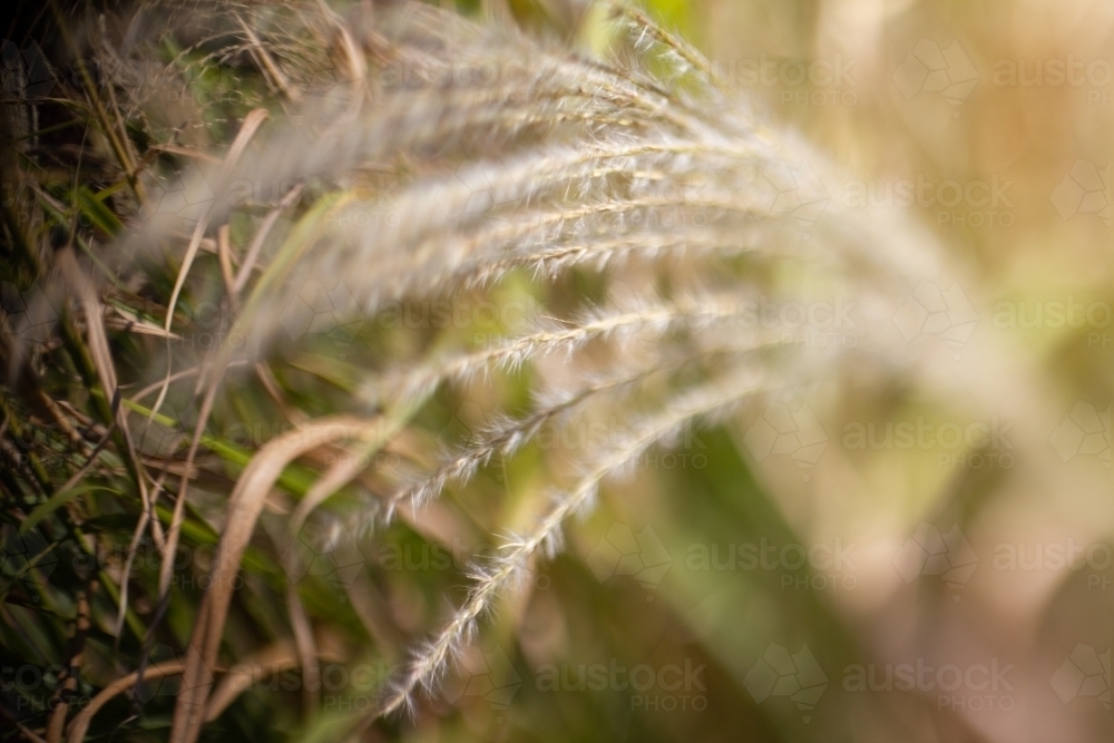 ornamental grass head - Australian Stock Image