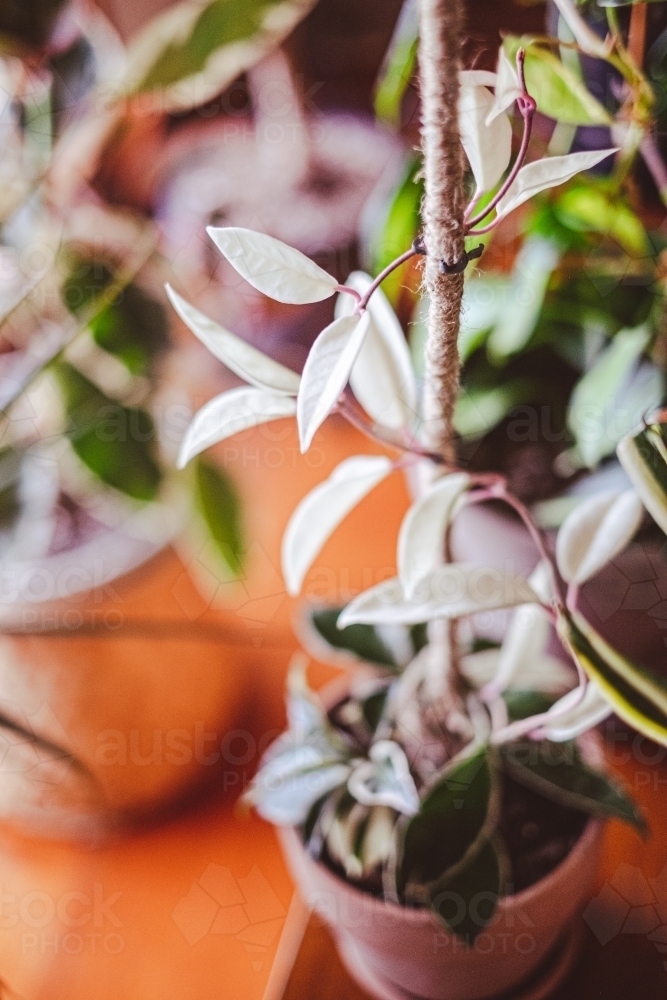 ornamental indoor climbing plant in a pot - Australian Stock Image