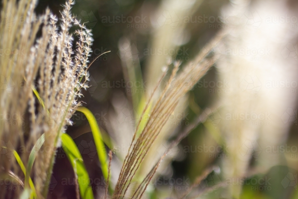 ornamental miscanthus grass detail - Australian Stock Image