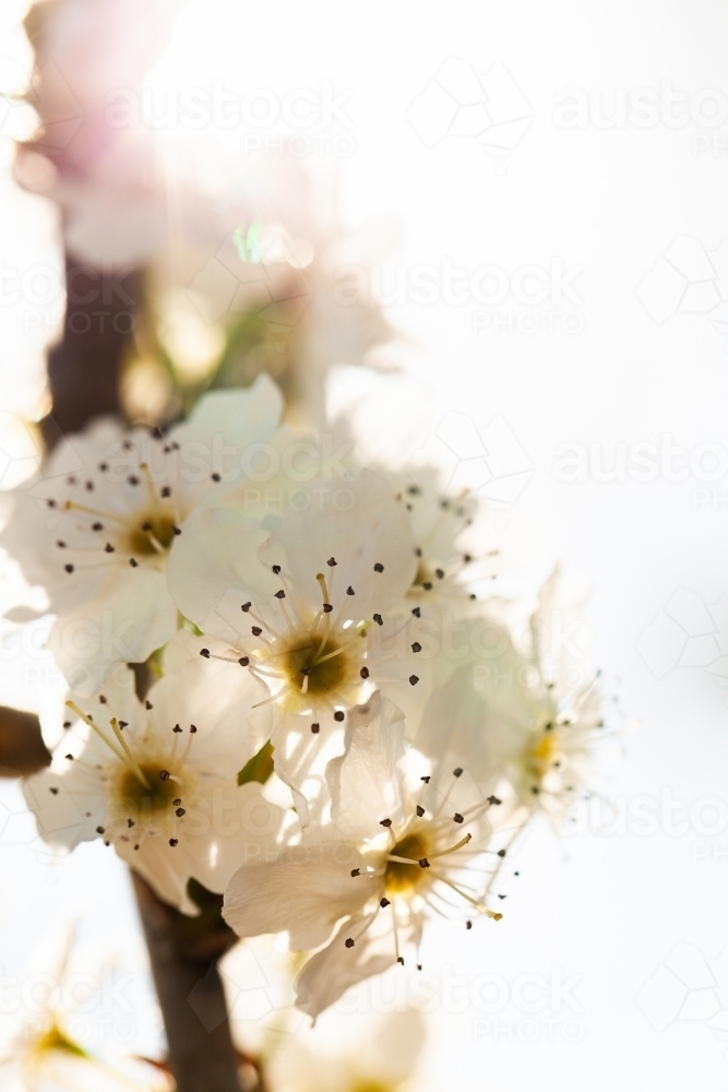 Ornamental Pear blossom on tree in spring - Australian Stock Image