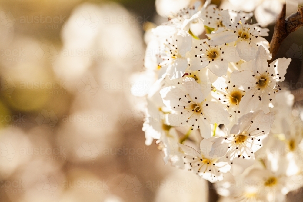 Ornamental Pear blossom on tree in spring - Australian Stock Image