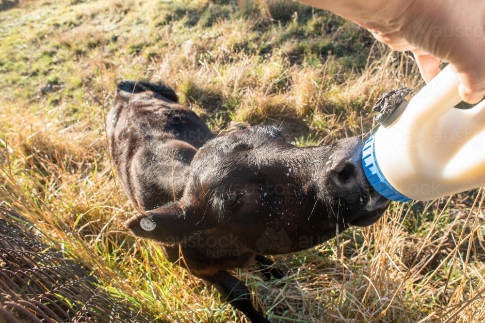 orphan calf being fed - Australian Stock Image
