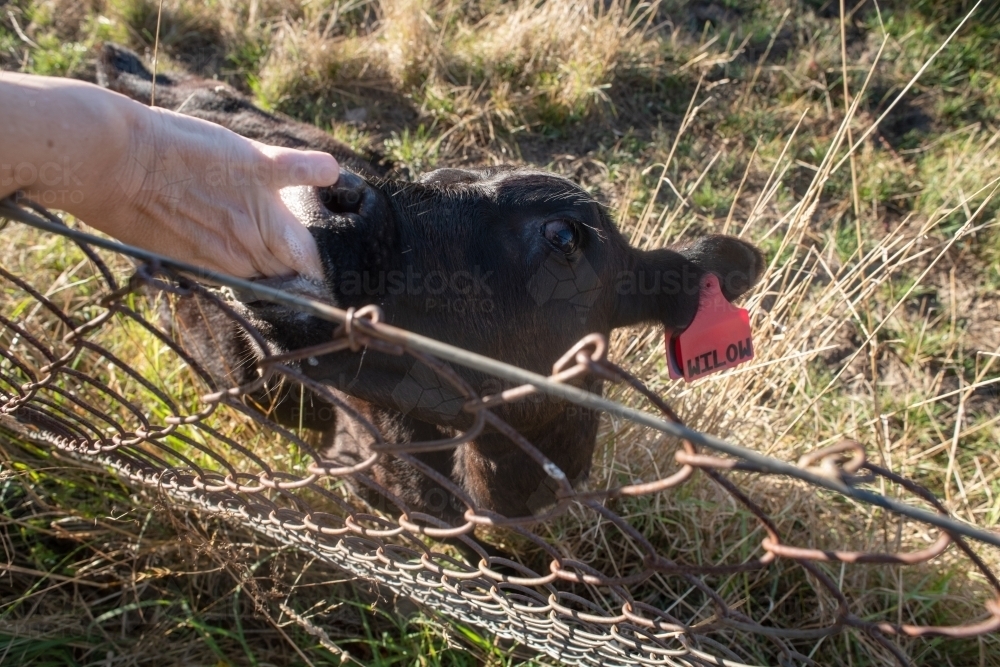 orphan calf being fed - Australian Stock Image