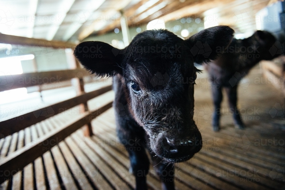 Orphaned Black Angus calf looking at camera - Australian Stock Image