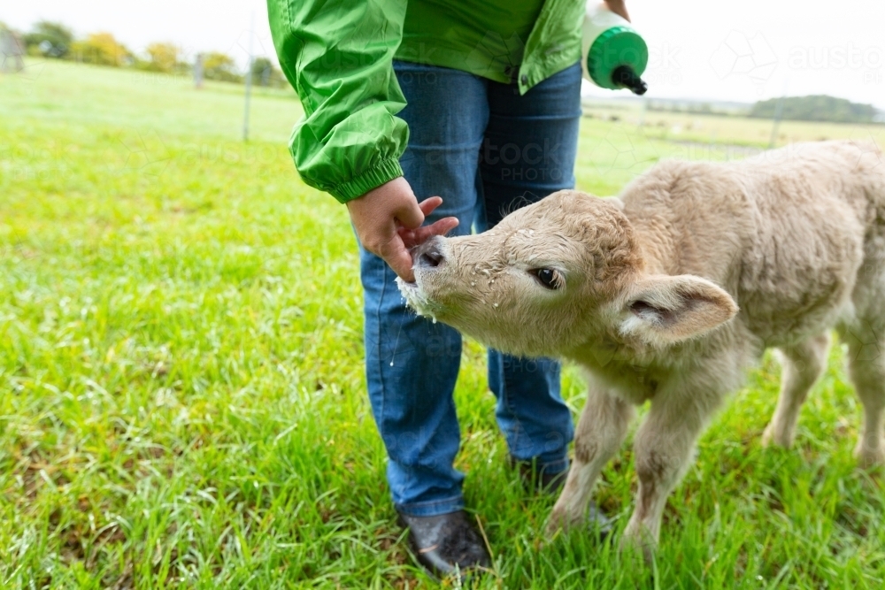 Image of orphaned calf after feeding sucking fingers to carer