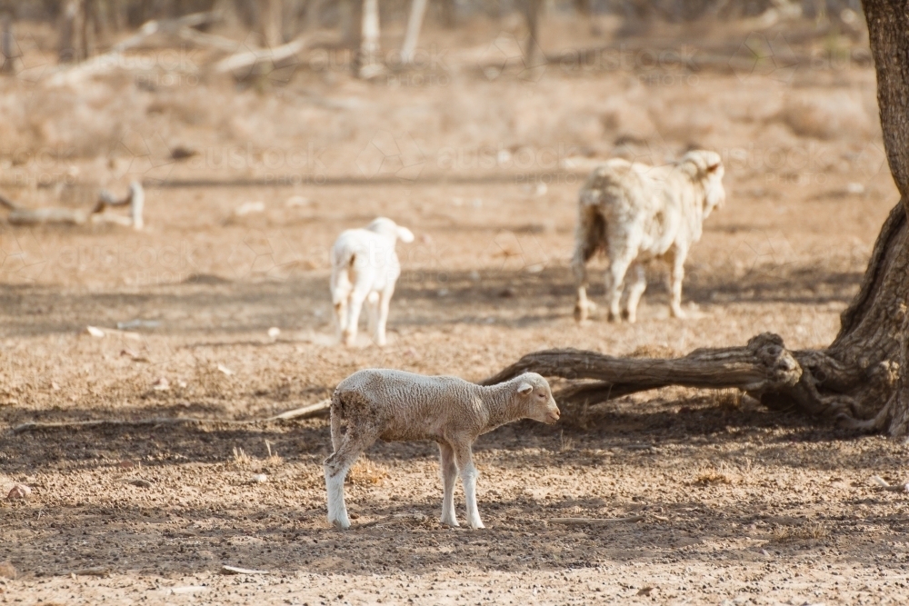 Orphaned Merino Lamb during Drought - Australian Stock Image