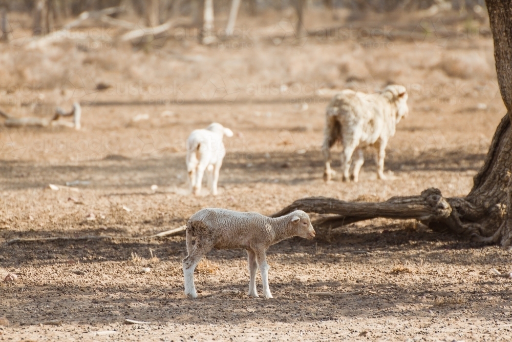 Orphaned Merino Lamb during Drought - Australian Stock Image