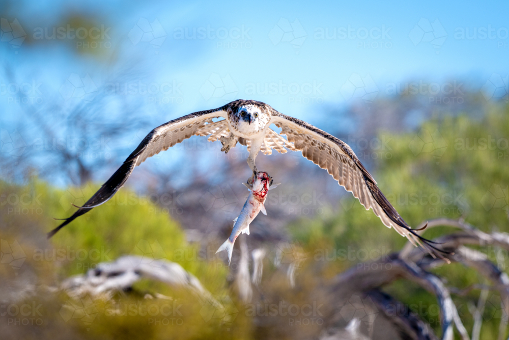 Osprey carrying freshly caught Shark Bay Sea Mullet through coastal scrub - Australian Stock Image
