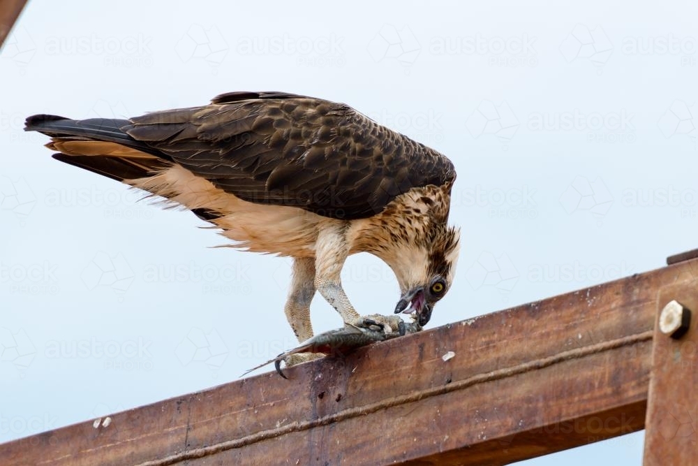 Osprey eating fish on beam of lighthouse - Australian Stock Image