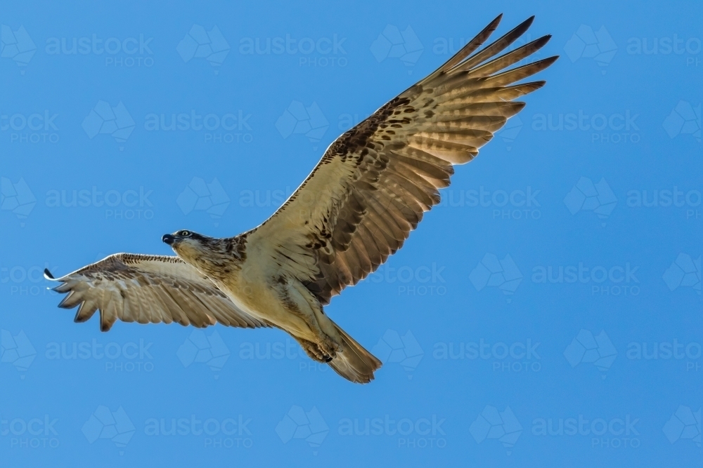 Osprey in Flight - Australian Stock Image
