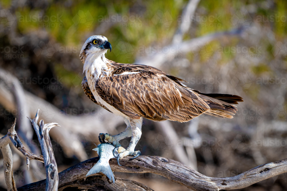 Osprey perched on driftwood clutching a fresh fish - Australian Stock Image