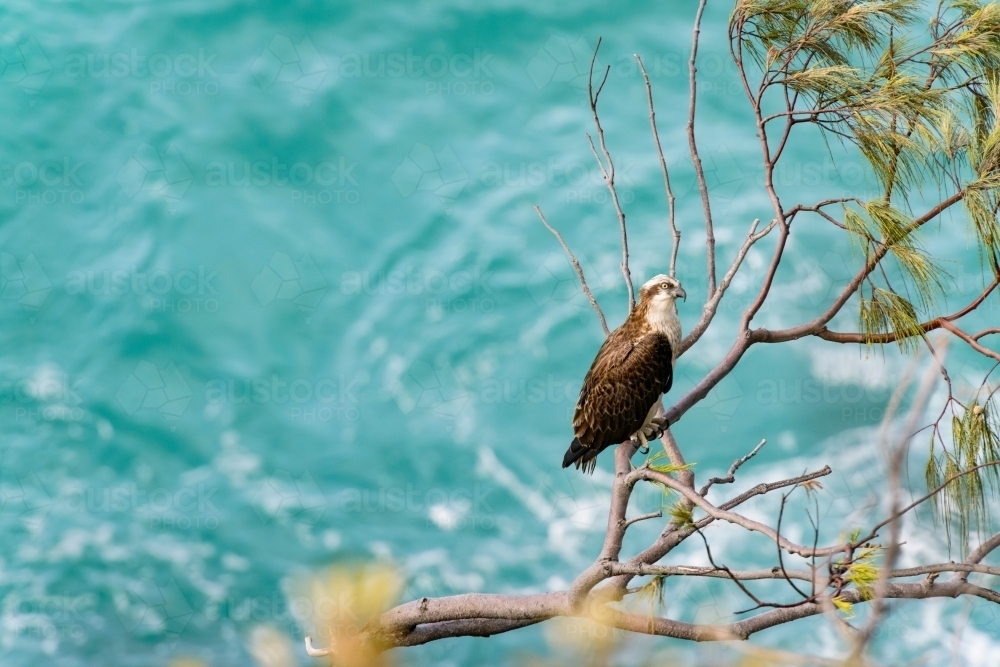 Osprey sitting on a branch with ocean blurred out behind. - Australian Stock Image