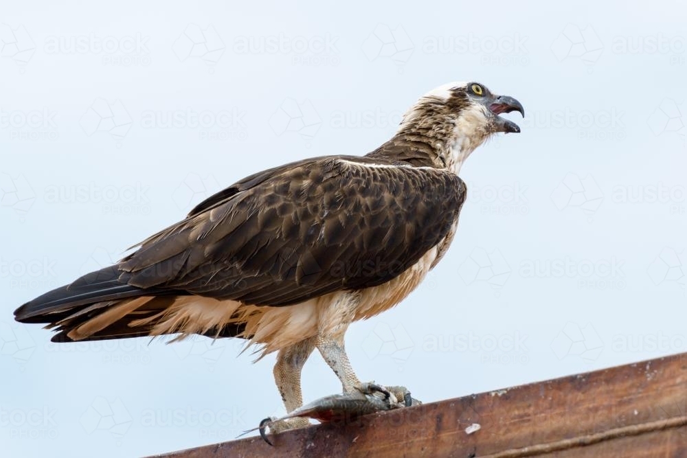 Osprey with catch - Australian Stock Image