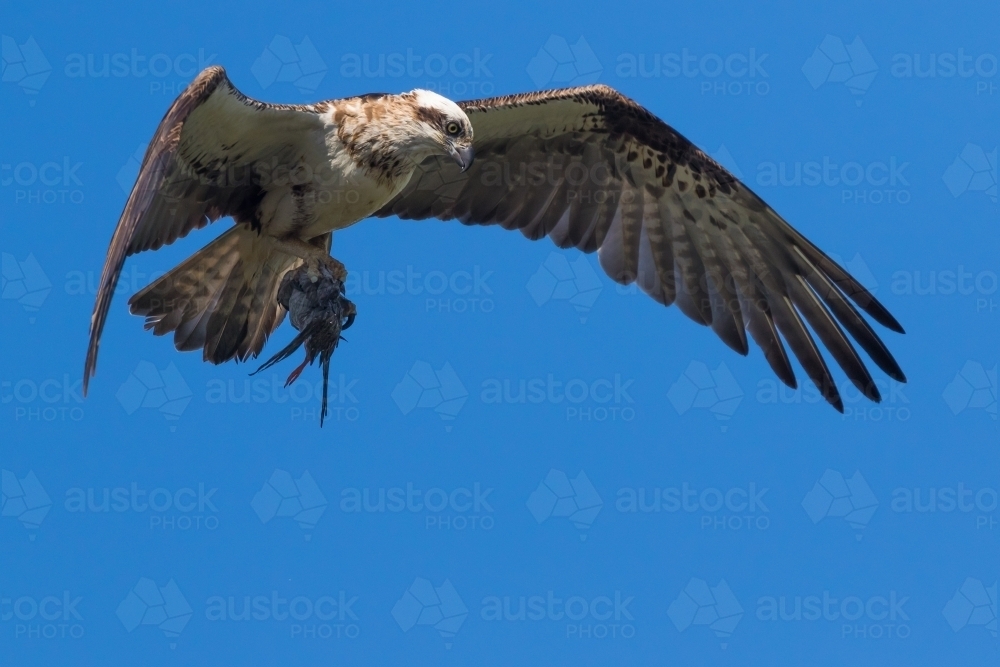 Osprey with water bird - Australian Stock Image