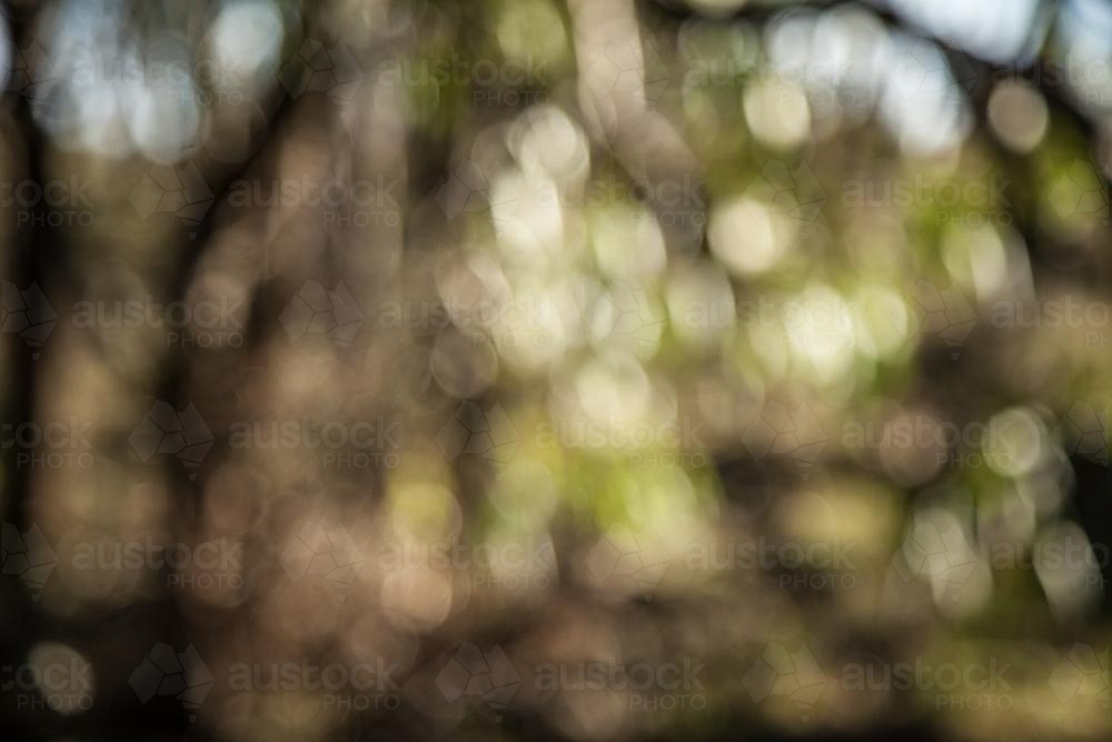 Out of focus bokeh background texture of green leaves and sunlight - Australian Stock Image
