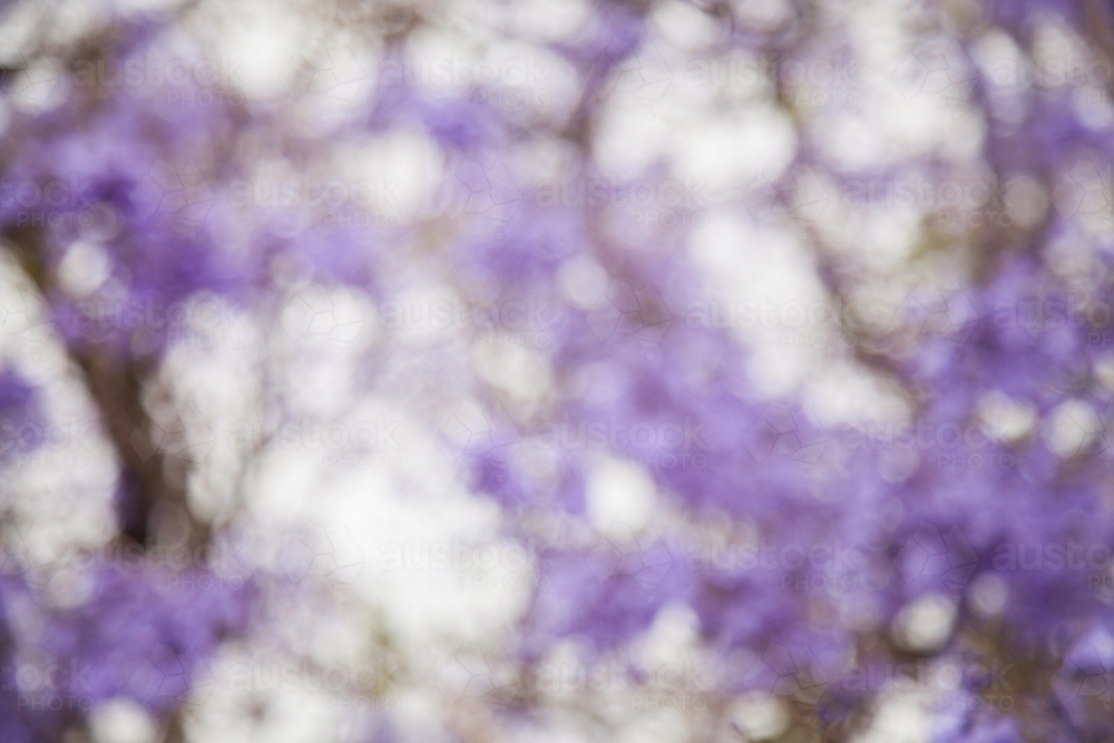 Out of focus bokeh texture of jacaranda flowers in spring - Australian Stock Image