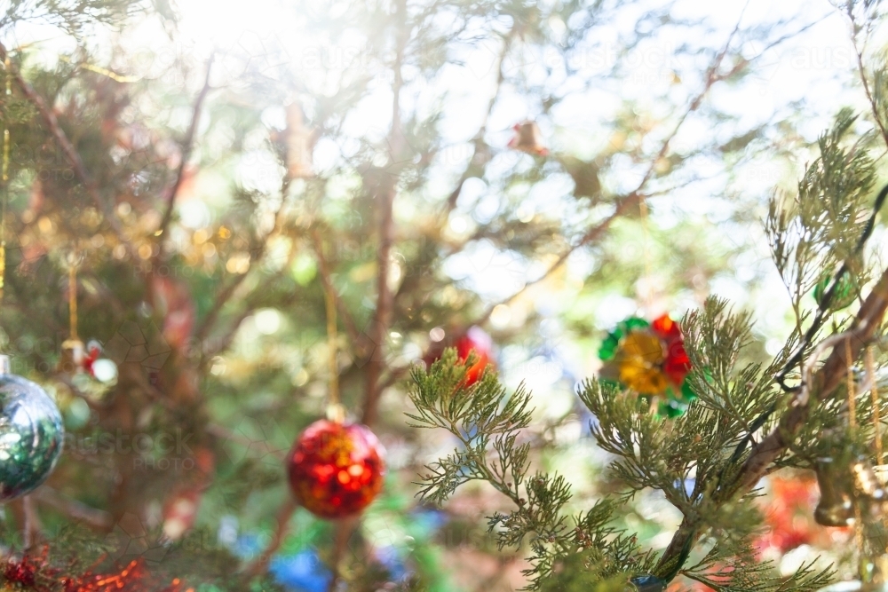 Out of focus christmas tree background live fir tree - Australian Stock Image