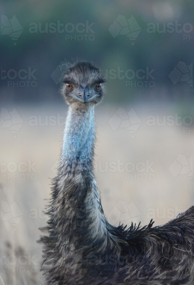 Outback Emu - Australian Stock Image