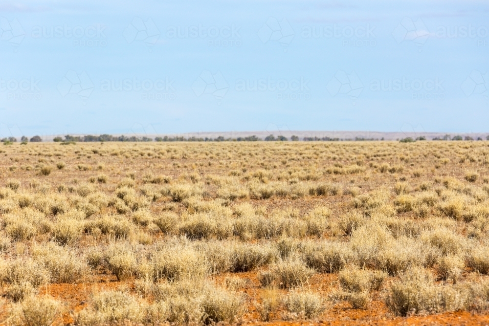 Outback landscape with dry grass and blue sky - Australian Stock Image