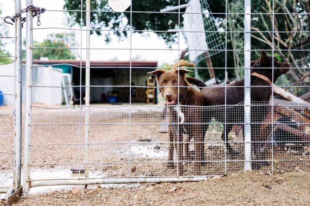 Outdoor brown dogs in fenced area - Australian Stock Image