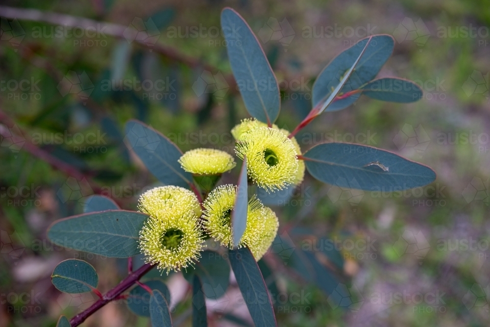 Oval eucalyptus leaves with yellow flowers - Australian Stock Image