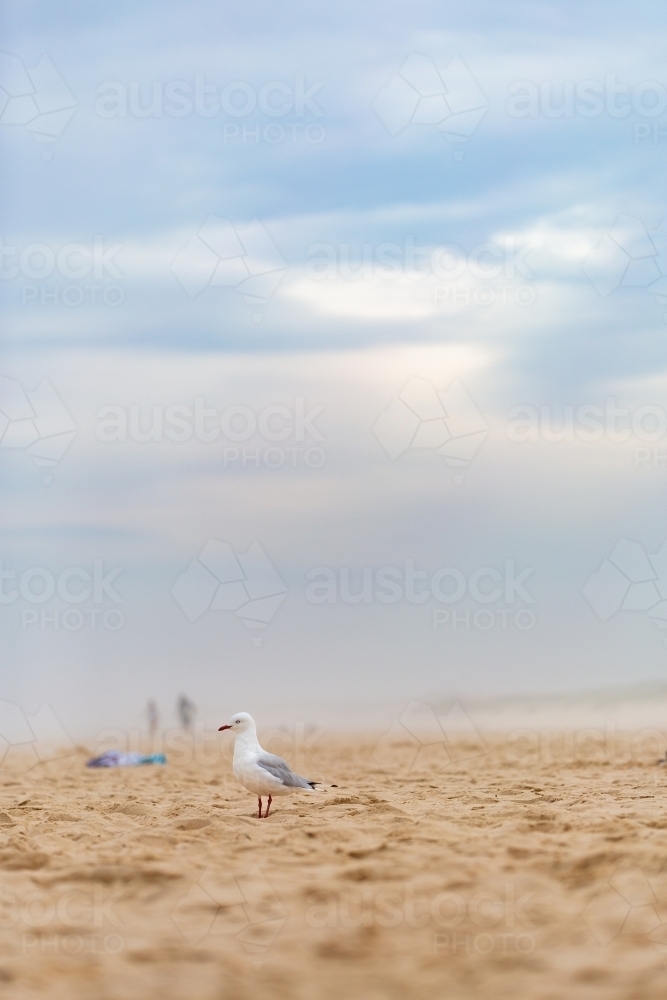 Overcast beach day with hazy sea spray filled sky above lone seagull - Australian Stock Image