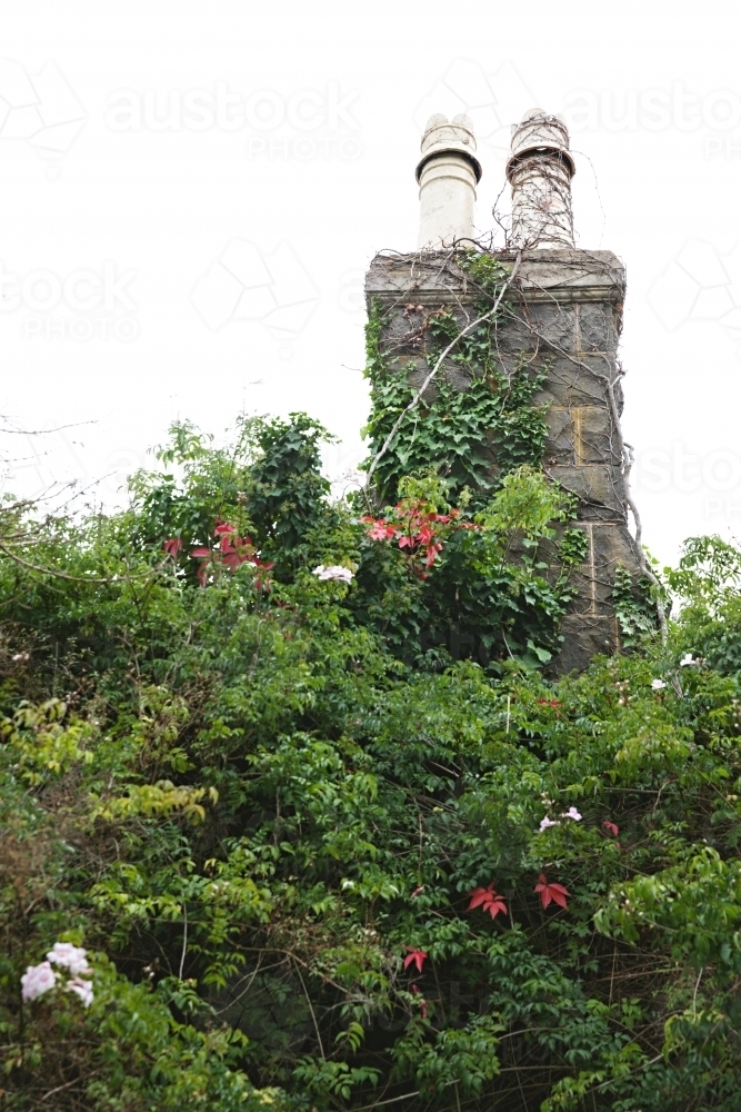 Overgrown old house and paths filled with foliage and ivy - Australian Stock Image